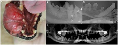 Case report: Ghost cell odontogenic carcinoma in a dog: diagnostics and surgical outcome